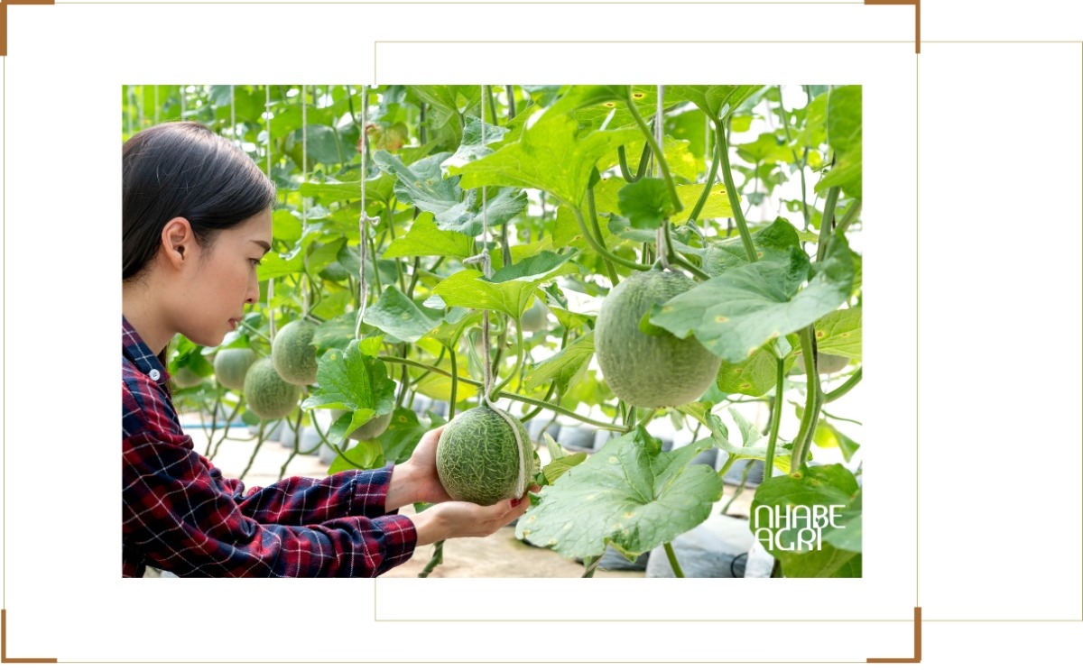 6 Yếu tố cần chú ý khi thiết kế nhà màng trồng dưa lưới