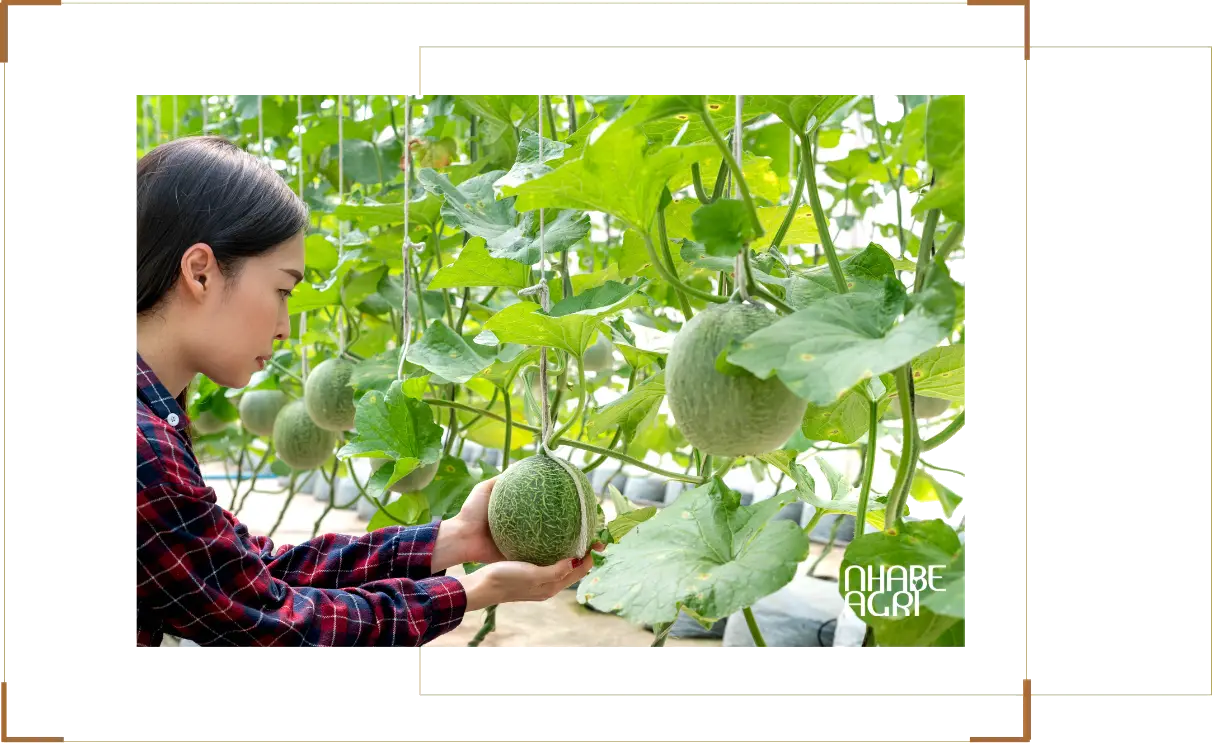 Nhà màng trồng dưa lưới, rau và hoa
