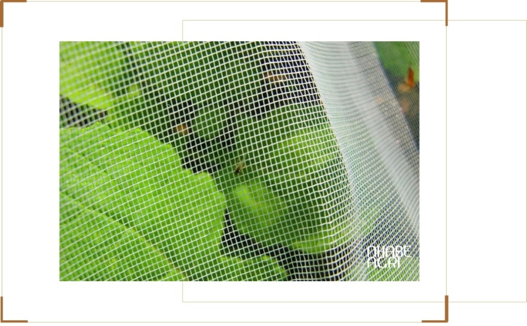 Phân Biệt Các Loại Lưới Chắn Côn Trùng Theo Mật Độ Mesh