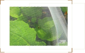 Phân Biệt Các Loại Lưới Chắn Côn Trùng Theo Mật Độ Mesh