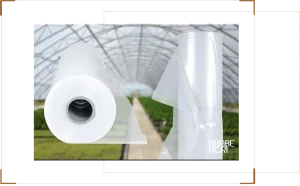 TOP 3 loại màng nhà kính phổ biến nhất – Lựa chọn phù hợp từng mô hình trồng trọt