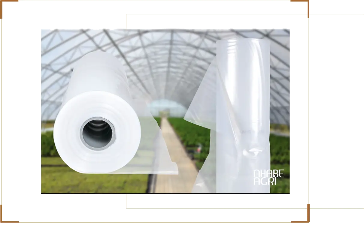 TOP 3 loại màng nhà kính phổ biến nhất – Lựa chọn phù hợp từng mô hình trồng trọt