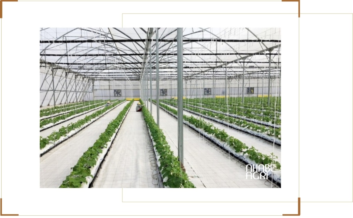 Thách thức và kinh nghiệm khi trồng dưa lưới trong nhà màng 6 Yếu tố cần chú ý khi thiết kế nhà màng trồng dưa lưới