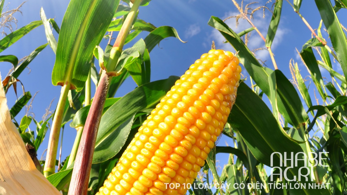 Top 10 loại cây có diện tích nhất thế giới