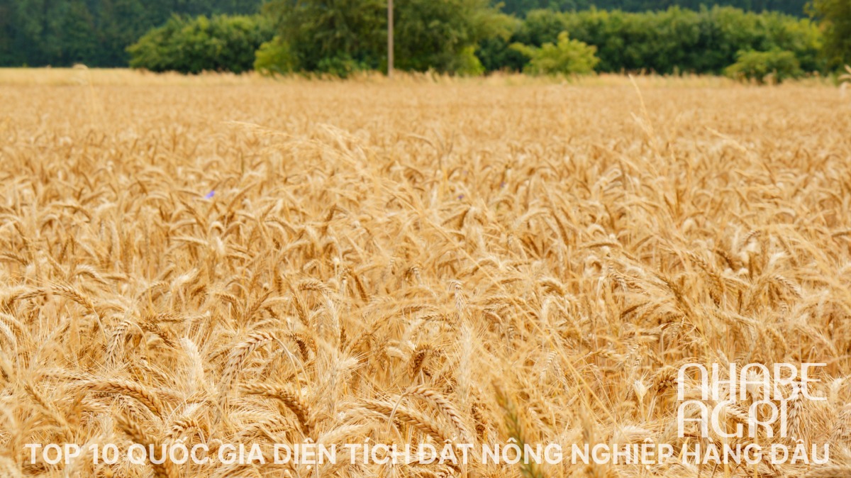 Top 10 quoc gia co dien tich dat nong nghiep hang dau