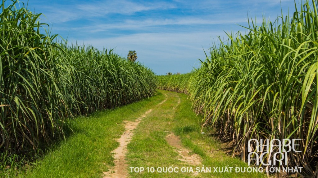 Top 10 quốc gia sản xuất đường lớn nhất thế giới 6 Top 10 quoc gia san xuat duong lon nhat
