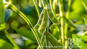 Top 10 quoc gia san xuat nong nghiep lon nhat