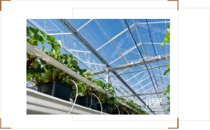 Top 3 Hệ thống tưới nhà kính tự động phổ biến nhất hiện nay