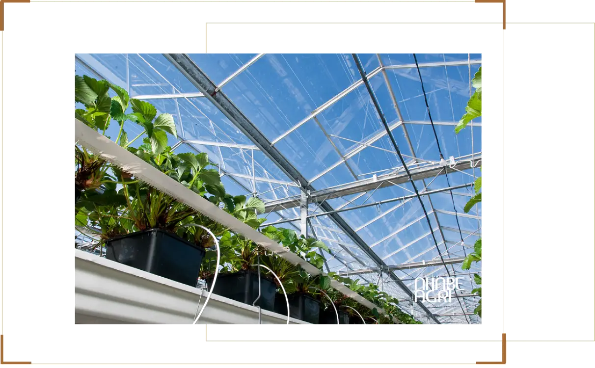 Top 3 Hệ thống tưới nhà kính tự động phổ biến nhất hiện nay