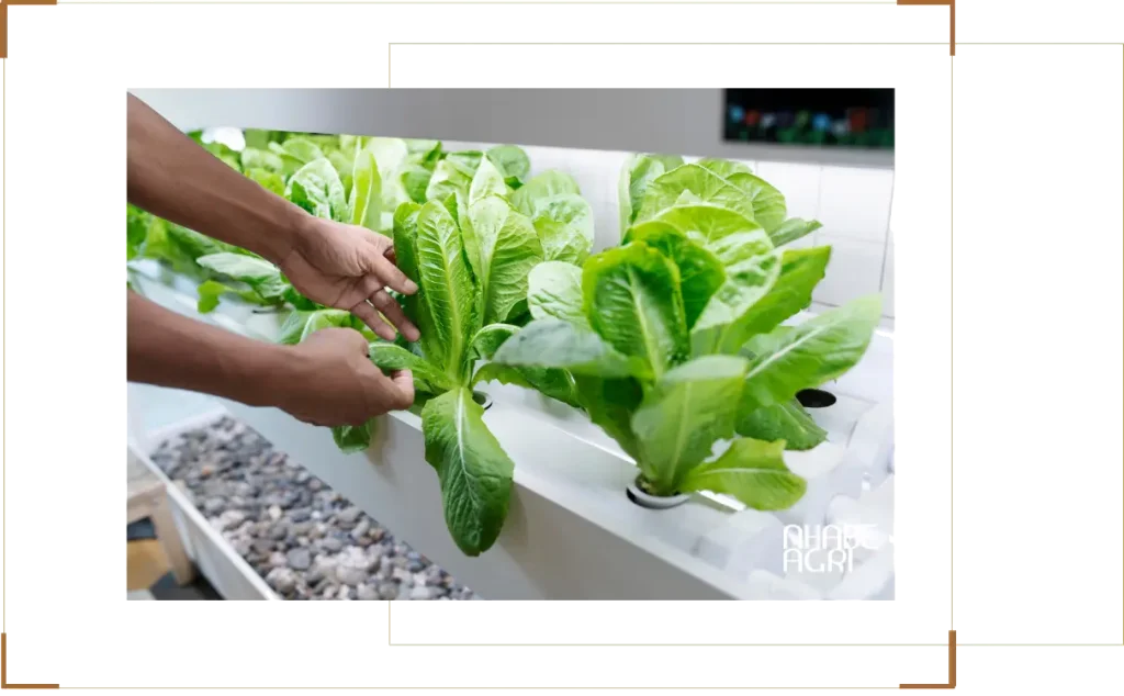 Tư Vấn Cách Trồng Rau Thủy Canh Tại Nhà & Lắp Đặt Hệ Thống Thủy Canh Chuyên Nghiệp 12 Tư Vấn Trồng Rau Thủy Canh & Lắp Đặt Hệ Thống Thủy Canh Chuyên Nghiệp