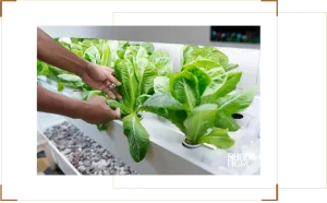 Tư Vấn Trồng Rau Thủy Canh & Lắp Đặt Hệ Thống Thủy Canh Chuyên Nghiệp