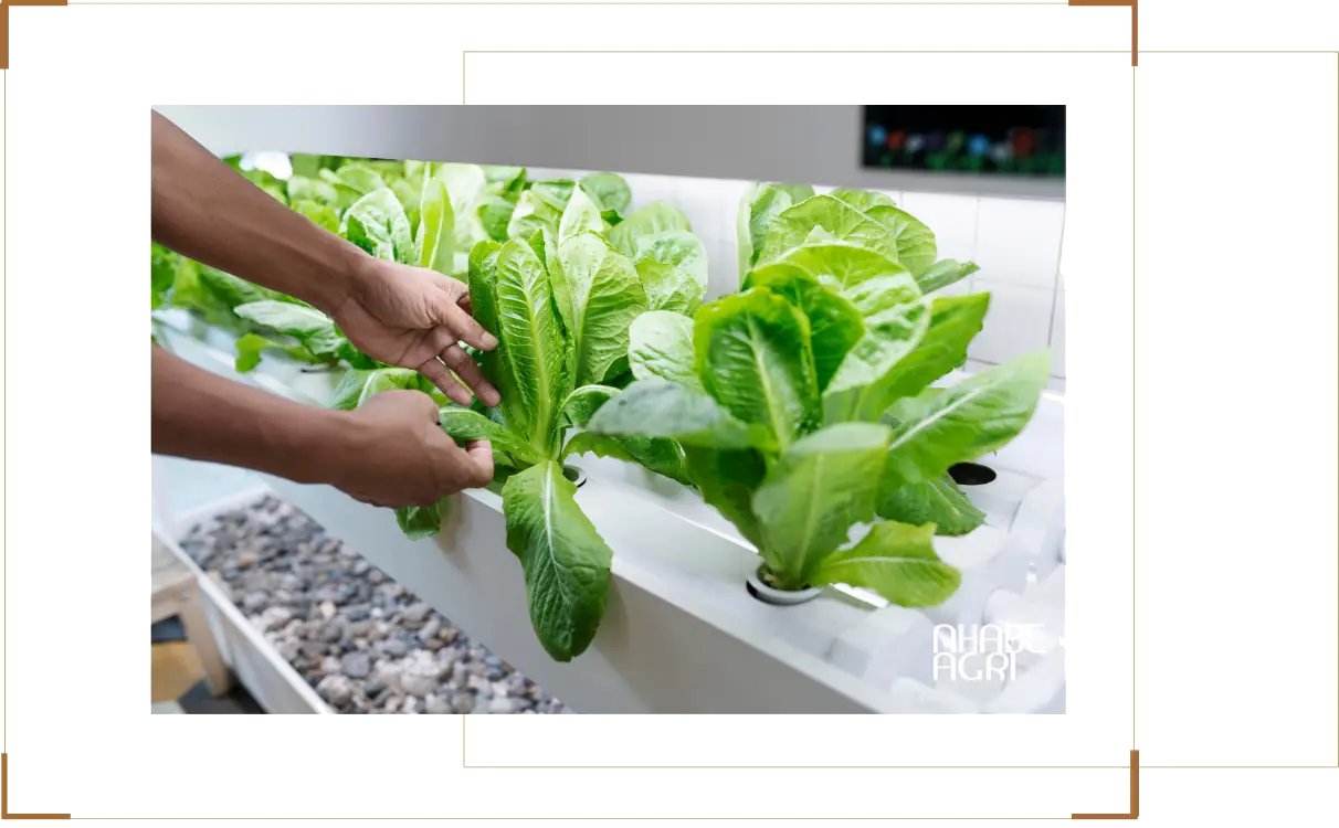 Tư Vấn Trồng Rau Thủy Canh & Lắp Đặt Hệ Thống Thủy Canh Chuyên Nghiệp