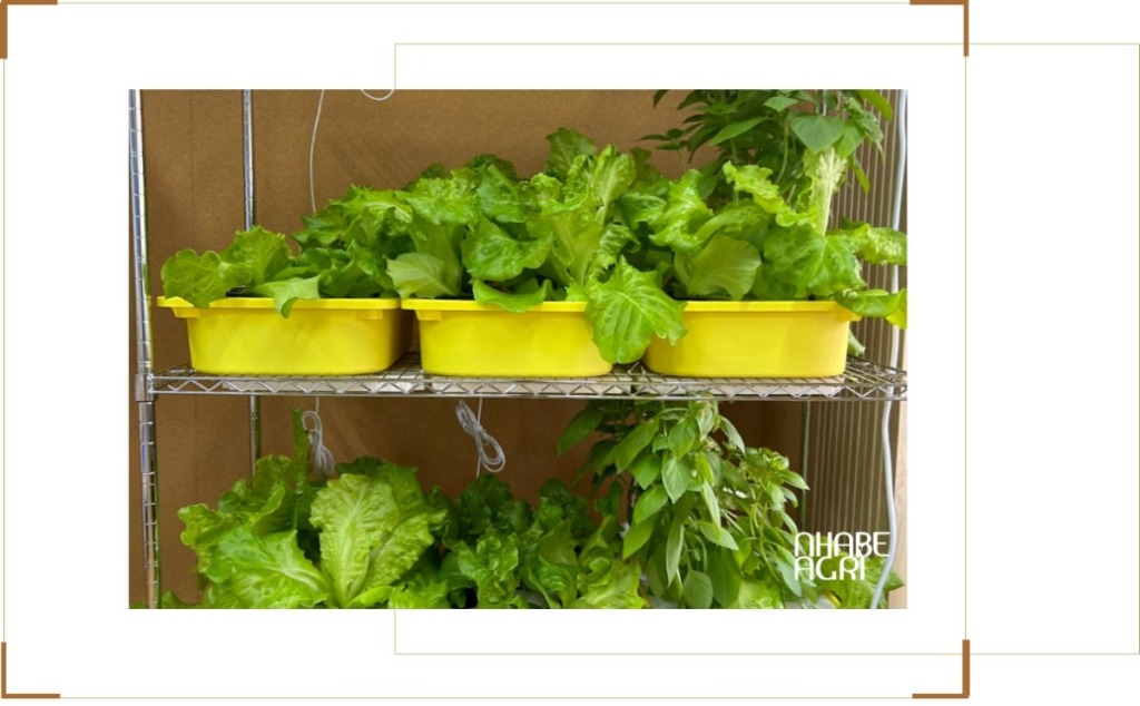 Tự trồng rau thủy canh tại nhà – Giải pháp xanh, sạch, an toàn cho sức khỏe