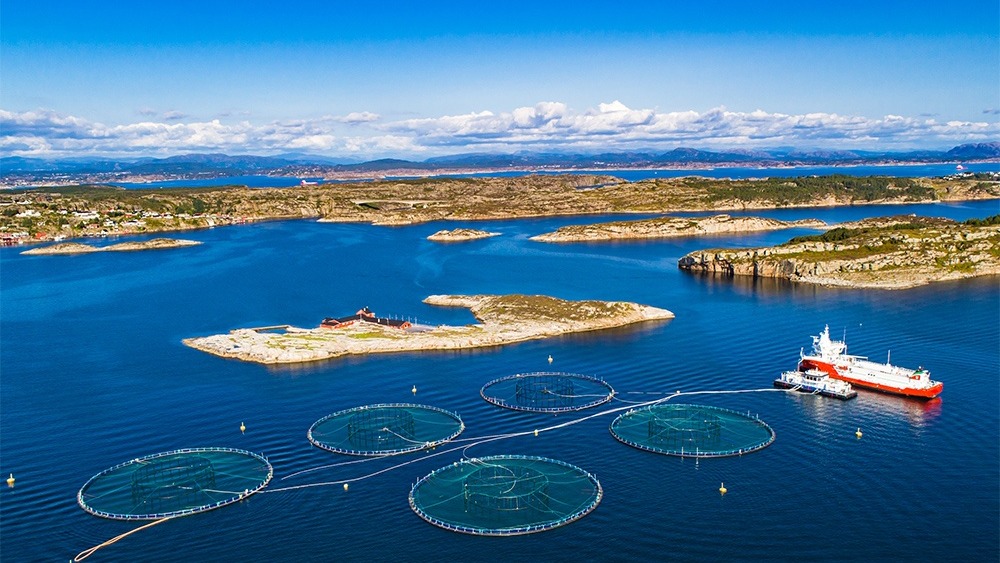 Ứng dụng tủ điện mặt trời trong nuôi trồng thủy hải sản 14 Ứng dụng tủ điện mặt trời trong nuôi trồng thủy hải sản