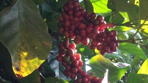 ca phe mit ca phe liberica