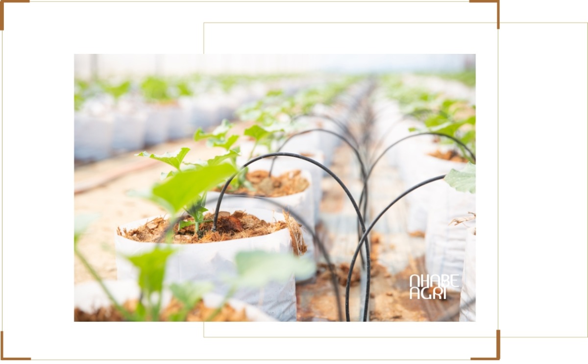 hệ thống tưới nhỏ giọt