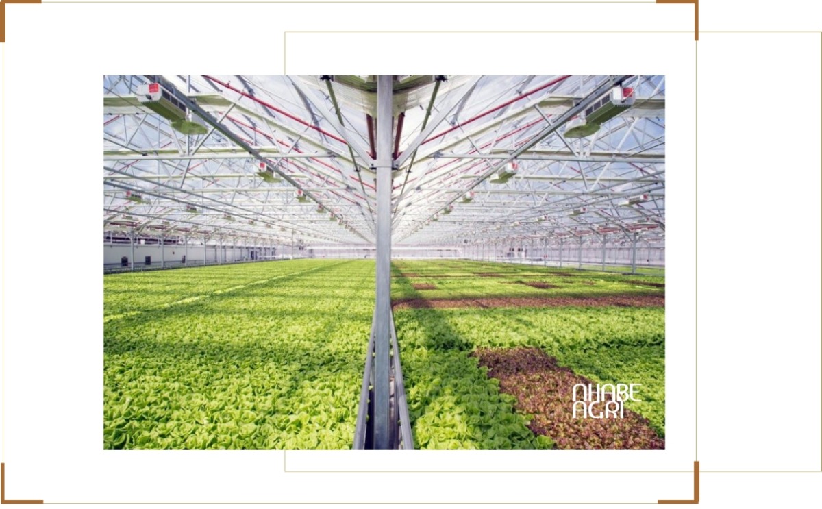 hệ thống tưới phun sương