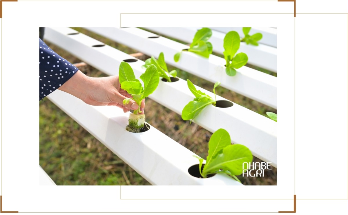 mô hình thủy canh hồi lưu