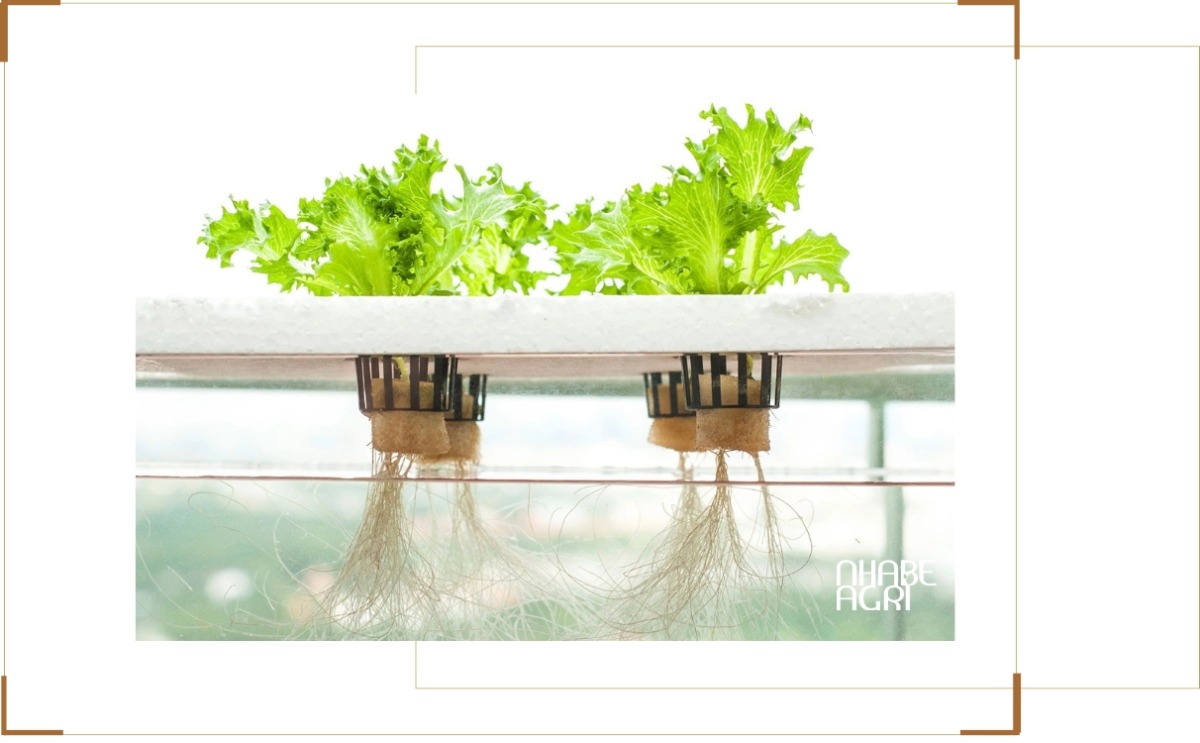 mô hình thủy canh tĩnh