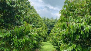 phong tru benh than thu tren cay sau rieng