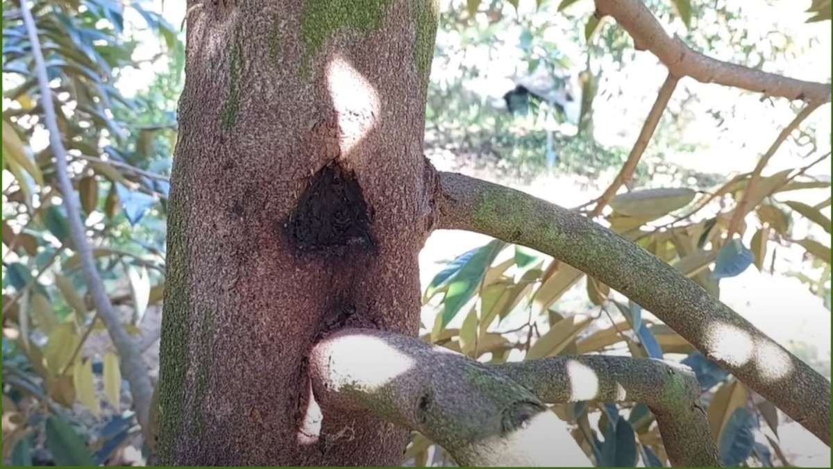 Hướng dẫn phòng trừ bệnh xì mủ trên cây sầu riêng hiệu quả 2 phong tru benh xi mu tren cay sau rieng hieu qua 1