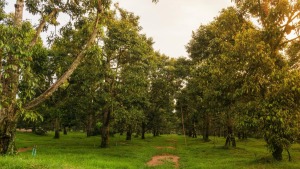 phong tru benh xi mu tren cay sau rieng hieu qua