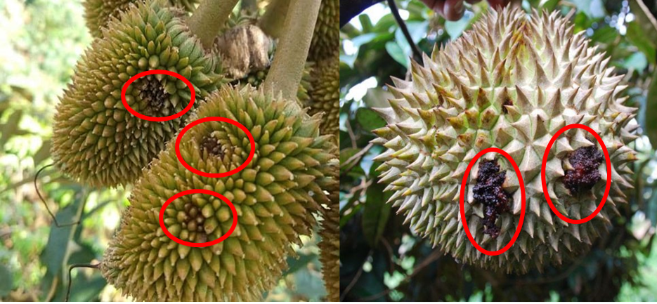Hướng dẫn phòng trừ sâu đục quả, đục cành sầu riêng 2 phong tru sau duc qua duc canh sau rieng 1