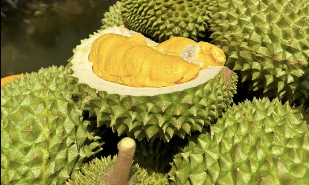 Hướng dẫn phòng trừ sâu đục quả, đục cành sầu riêng 3 phong tru sau duc qua duc canh sau rieng 2