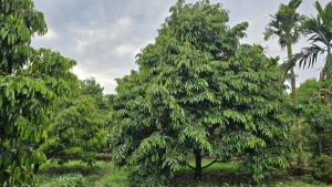 phong tru sau duc qua duc canh sau rieng