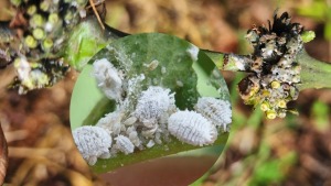 quan ly rep sap hai ca phe