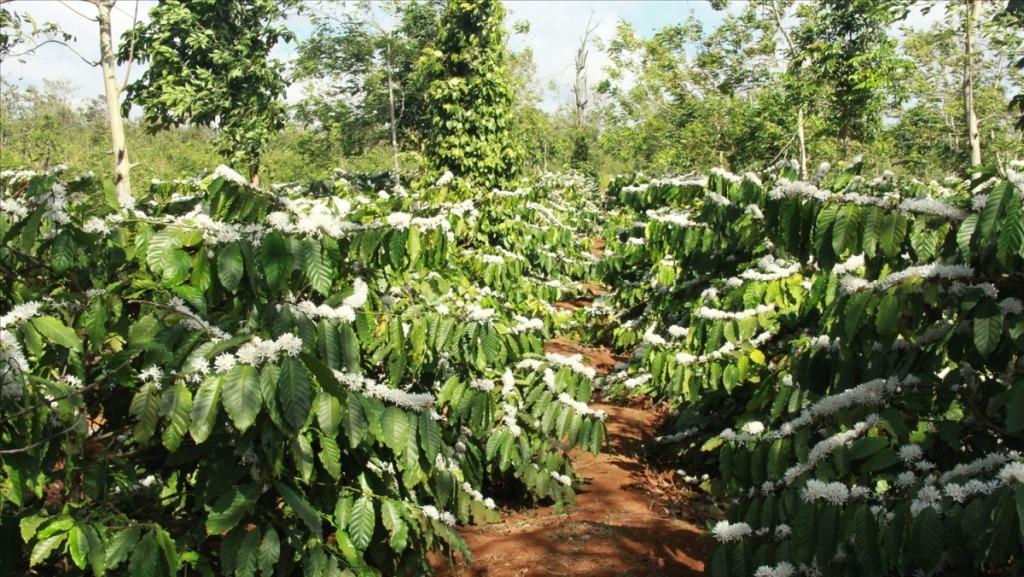 rep vay xanh va rep nau hai ca phe