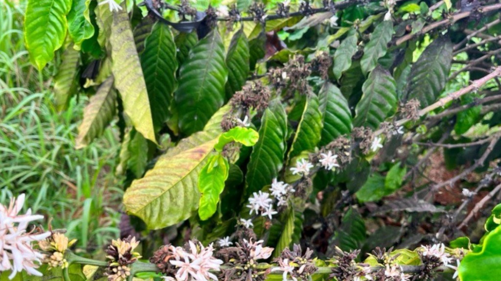 sau hai tren cay ca phe 2