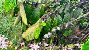 sau hai tren cay ca phe 2