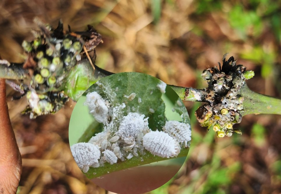 Sâu hại trên cây cà phê thường gặp 2 sau hai tren cay ca phe 3