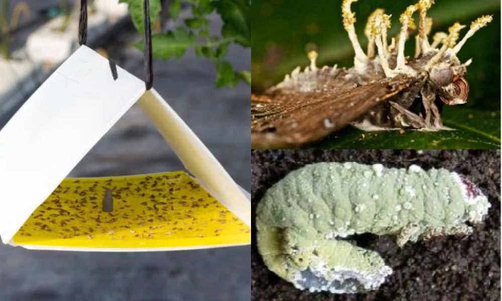 Hướng dẫn phòng trừ sâu hại trên cây sầu riêng hiệu quả 2 sau hai tren cay sau rieng 1