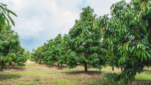 sau hai tren cay sau rieng 0