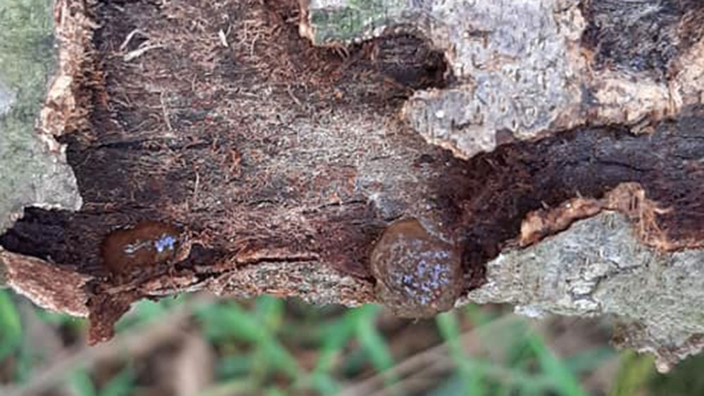 Hướng dẫn phòng trừ xén tóc đục thân cành sầu riêng 2 xen toc duc than canh sau rieng 2