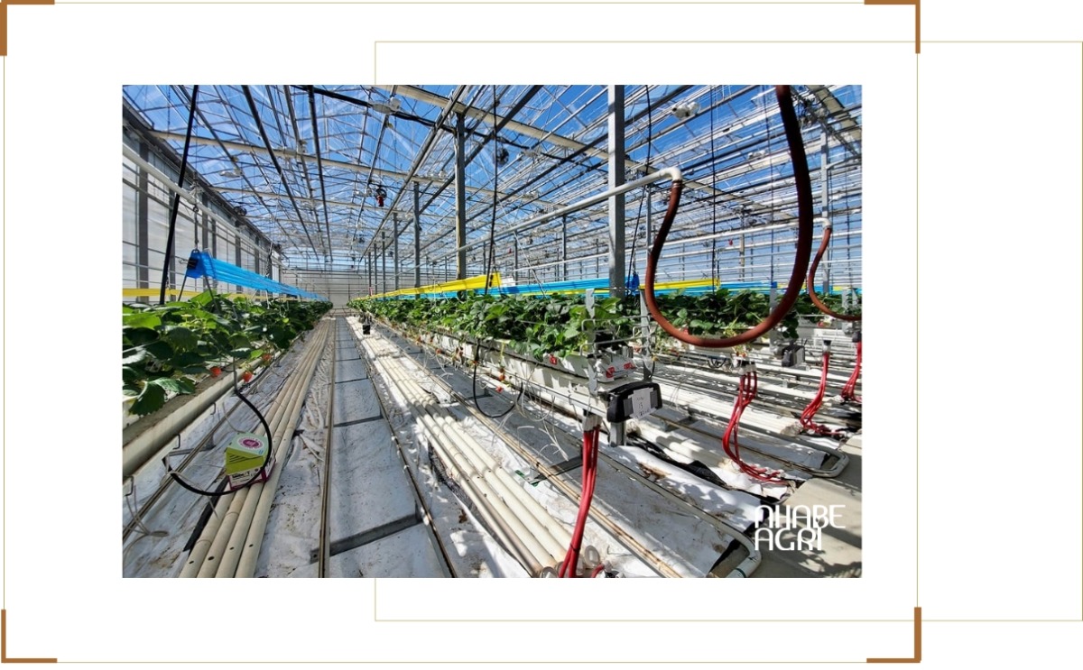 Top 3 Hệ thống tưới nhà kính tự động phổ biến nhất hiện nay