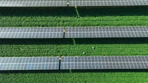 Cách nông dân bảo vệ cây trồng bằng tấm pin mặt trời