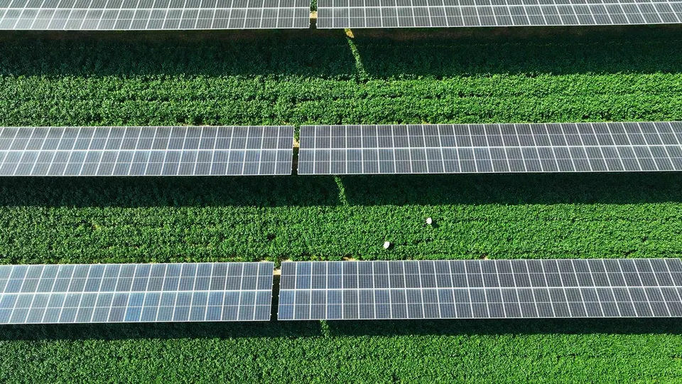 Cách nông dân bảo vệ cây trồng bằng tấm pin mặt trời