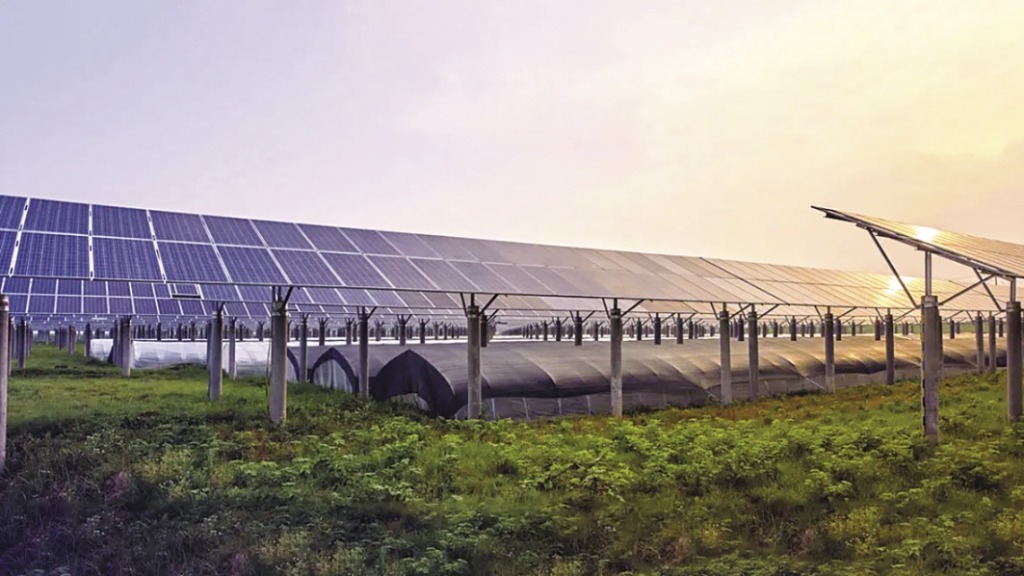 Tận dụng bóng râm các dàn pin mặt trời mang đến đất trồng cho nông nghiệp