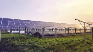 Tận dụng bóng râm các dàn pin mặt trời mang đến đất trồng cho nông nghiệp