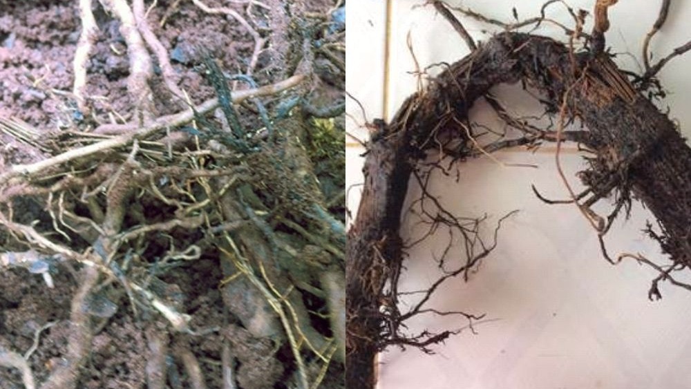 Bệnh hại trên cây hồ tiêu thường gặp 2 benh hai pho bien tren cay ho tieu thuong gap 3