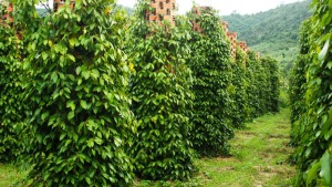 benh hai tren cay ho tieu thuong gap