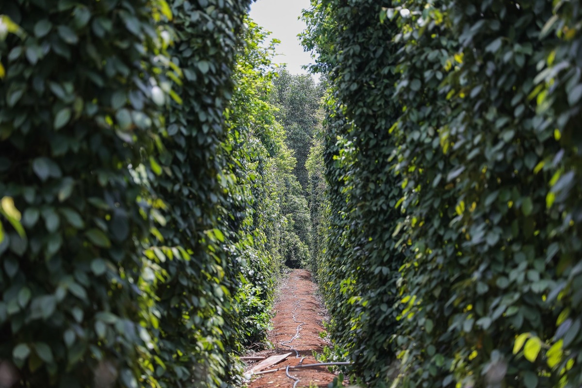 ky thuat trong ho tieu cho nang suat cao 1