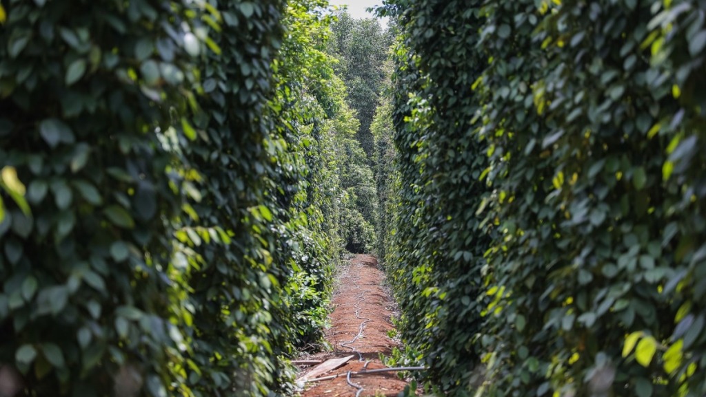 Tưới nước cho cây bí đỏ - bạn đã tưới đúng cách chưa? 16 ky thuat trong ho tieu cho nang suat cao