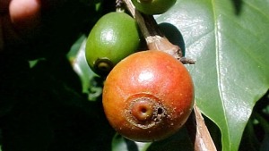 mot duc qua mot duc canh ca phe