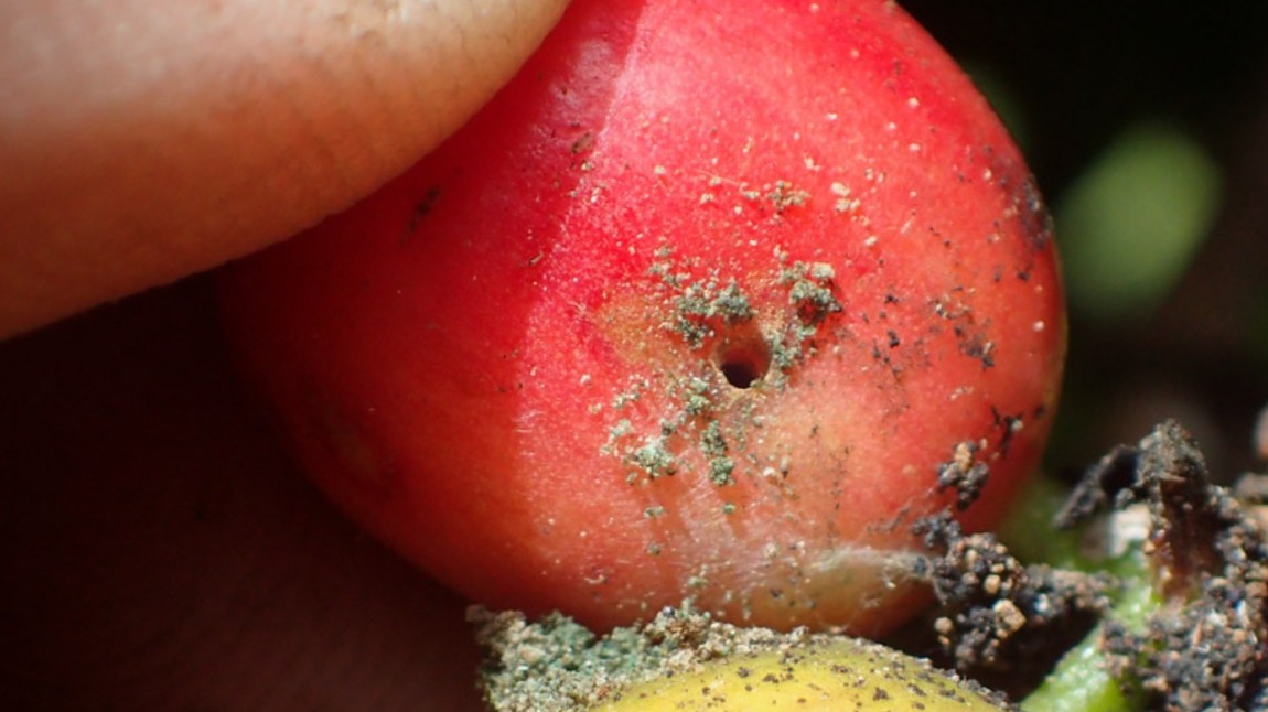 Hướng dẫn phòng trừ mọt đục quả, mọt đục cành cà phê 2 mot duc qua mot duc canh ca phe 1