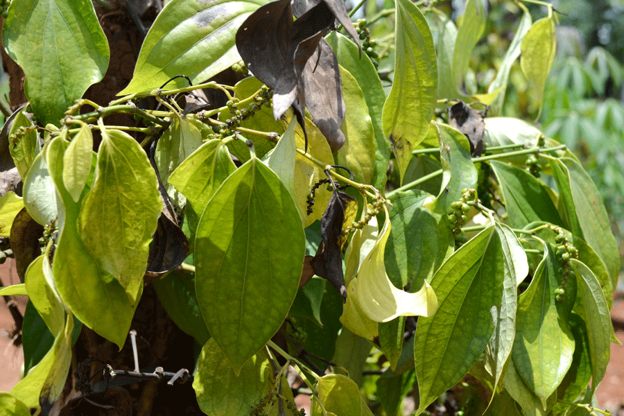 Hướng dẫn cách phòng trừ bệnh chết nhanh trên cây hồ tiêu hiệu quả 1 phong tru benh chet nhanh tren cay ho tieu 1