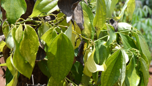 Hướng dẫn cách phòng trừ bệnh chết nhanh trên cây hồ tiêu hiệu quả